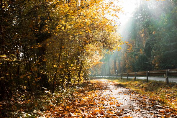 Otoño. Arbolado. Hojas caídas