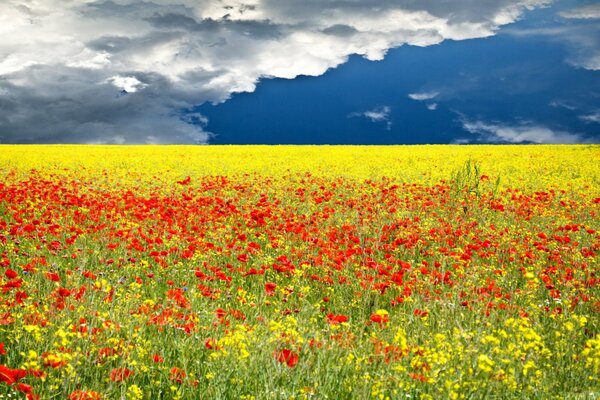 Wildblumen liegen am Horizont entlang