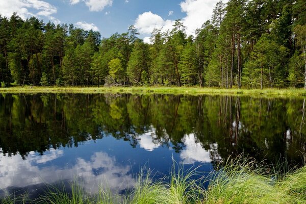 Die Landschaft der Natur und die Reflexion der Bäume im See