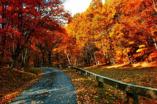 Autumn in the forest. Fallen leaves