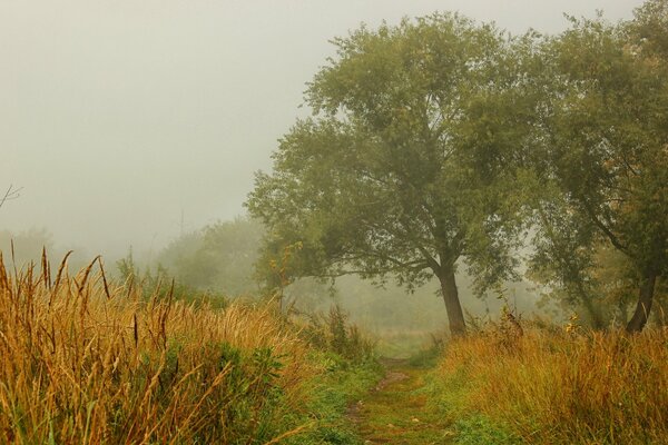 Naturaleza otoñal en la niebla