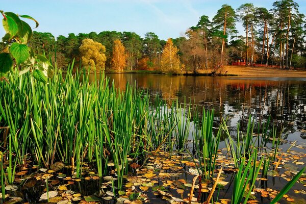 Russia - the beauty of nature in the Moscow region