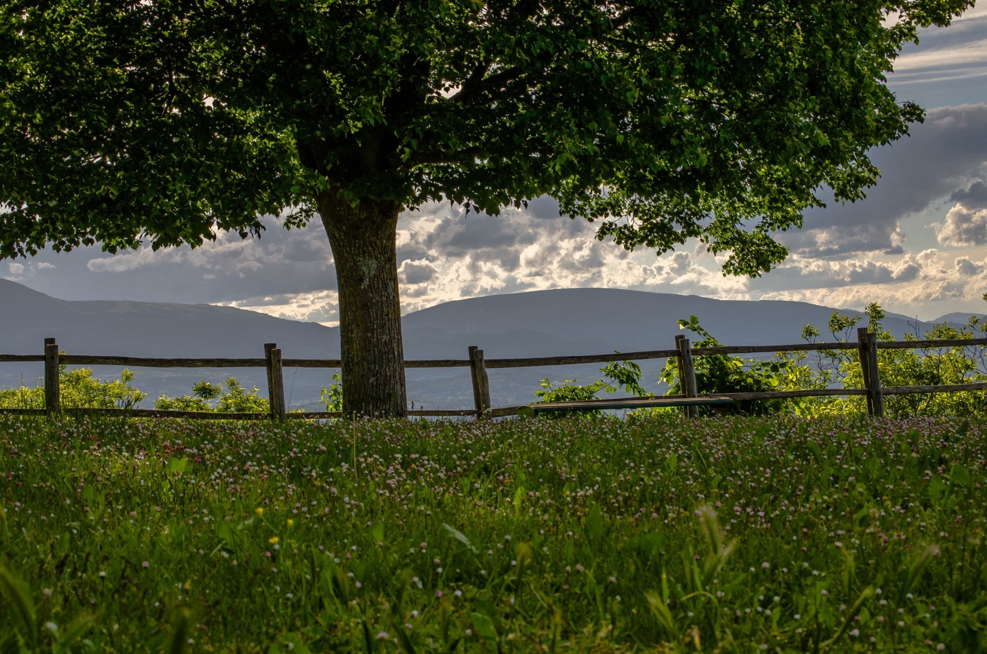 tree meadow clover mountain fence