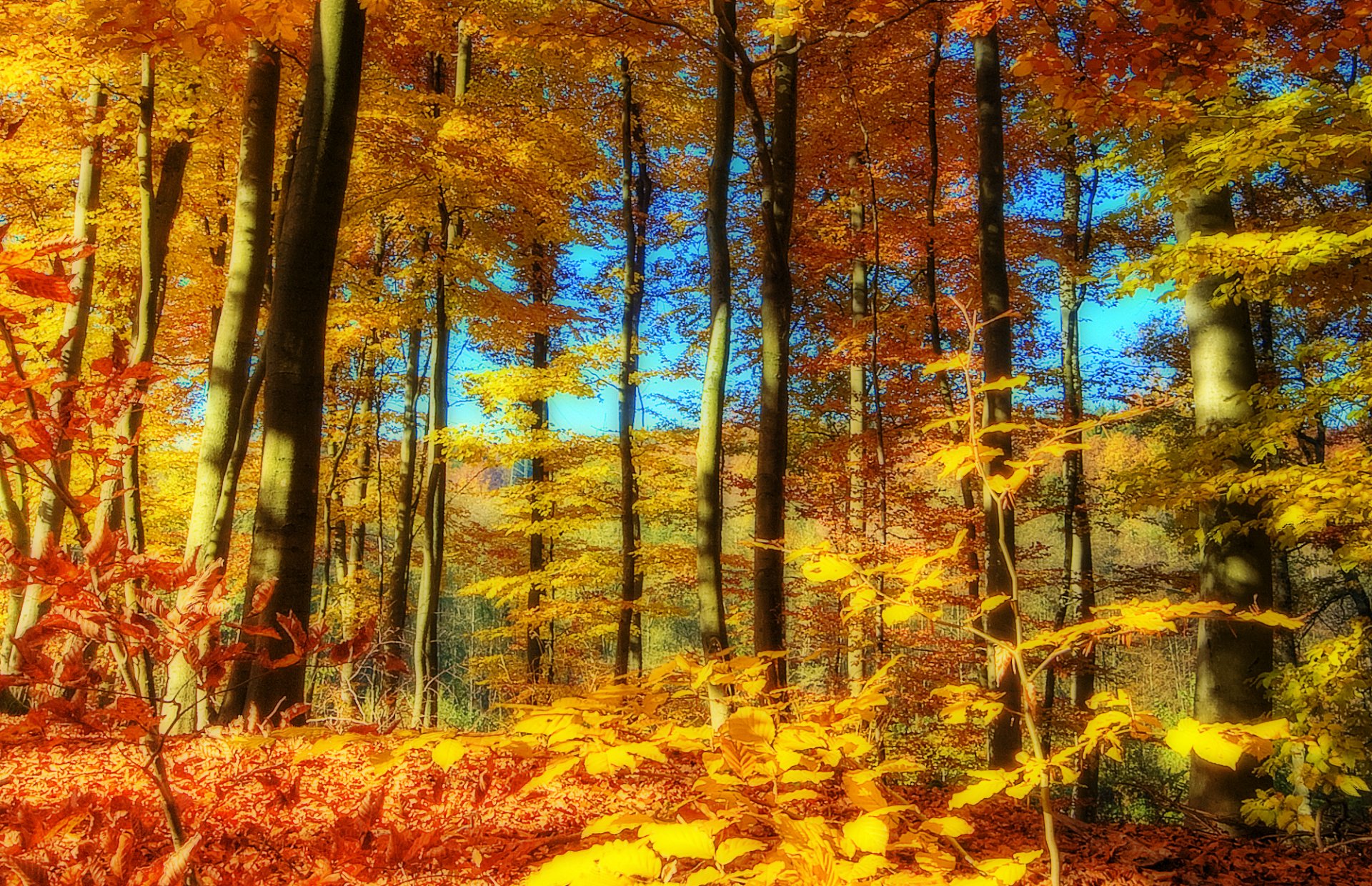 landschaft natur herbst jahreszeit bäume wald himmel