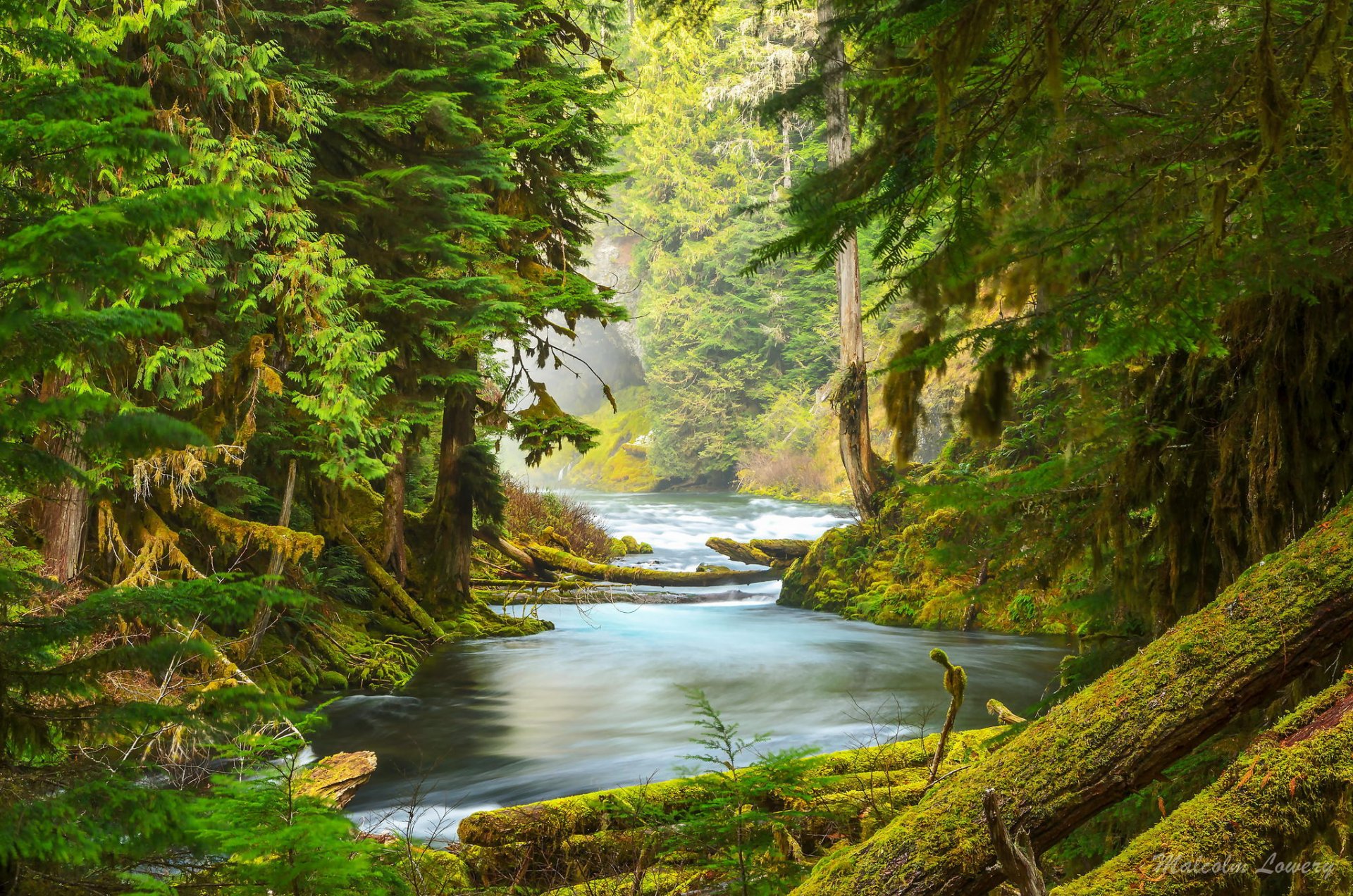 bosque naturaleza río musgo árboles