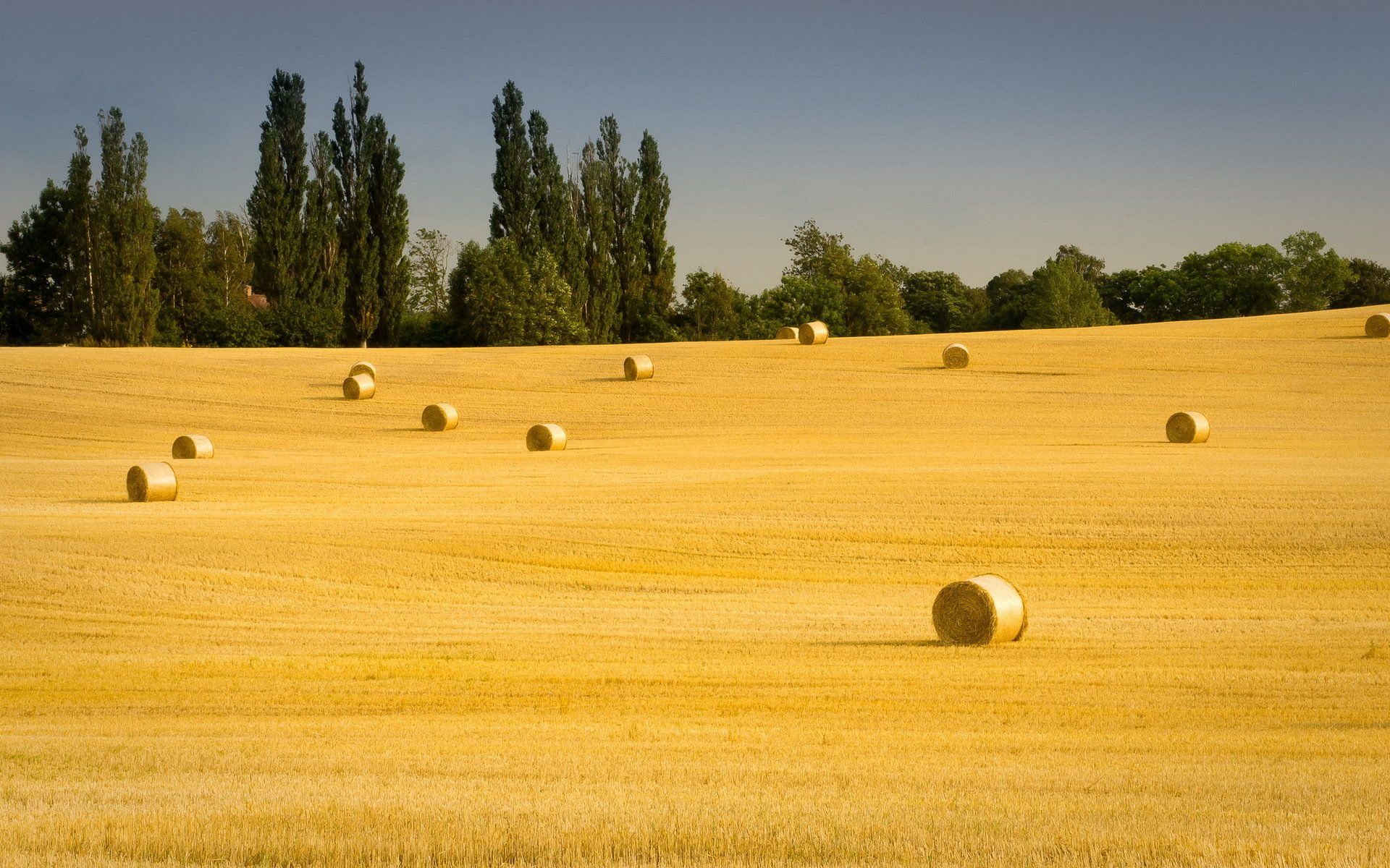 campo heno verano