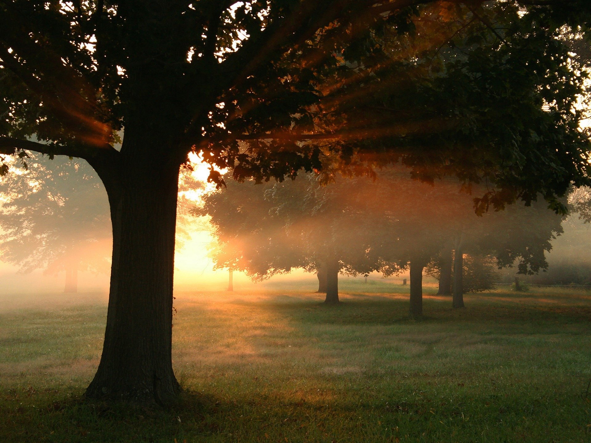 alba tramonto natura foresta sole nebbia foto