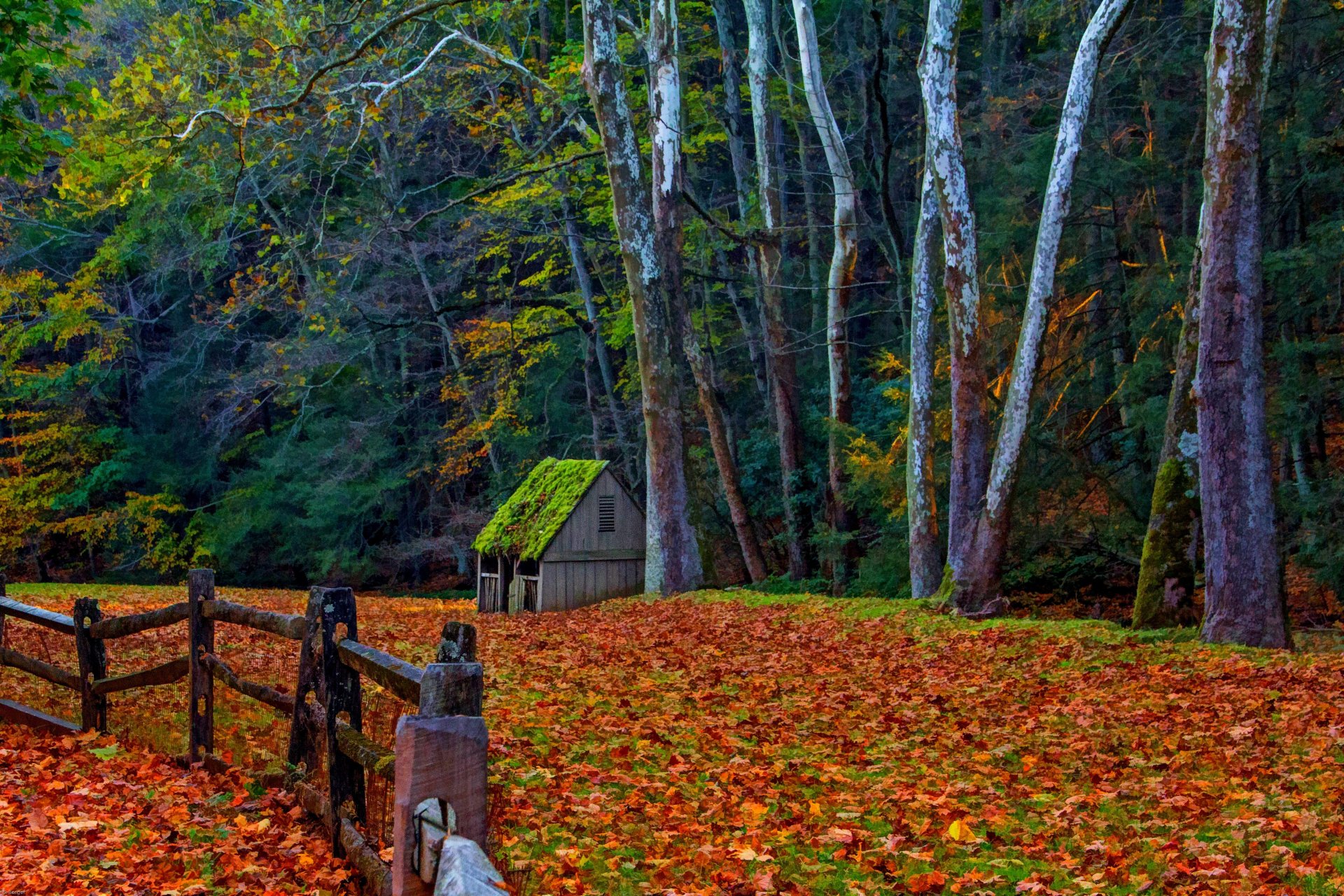 natur wald park bäume blätter bunt straße herbst herbst farben zu fuß gras haus