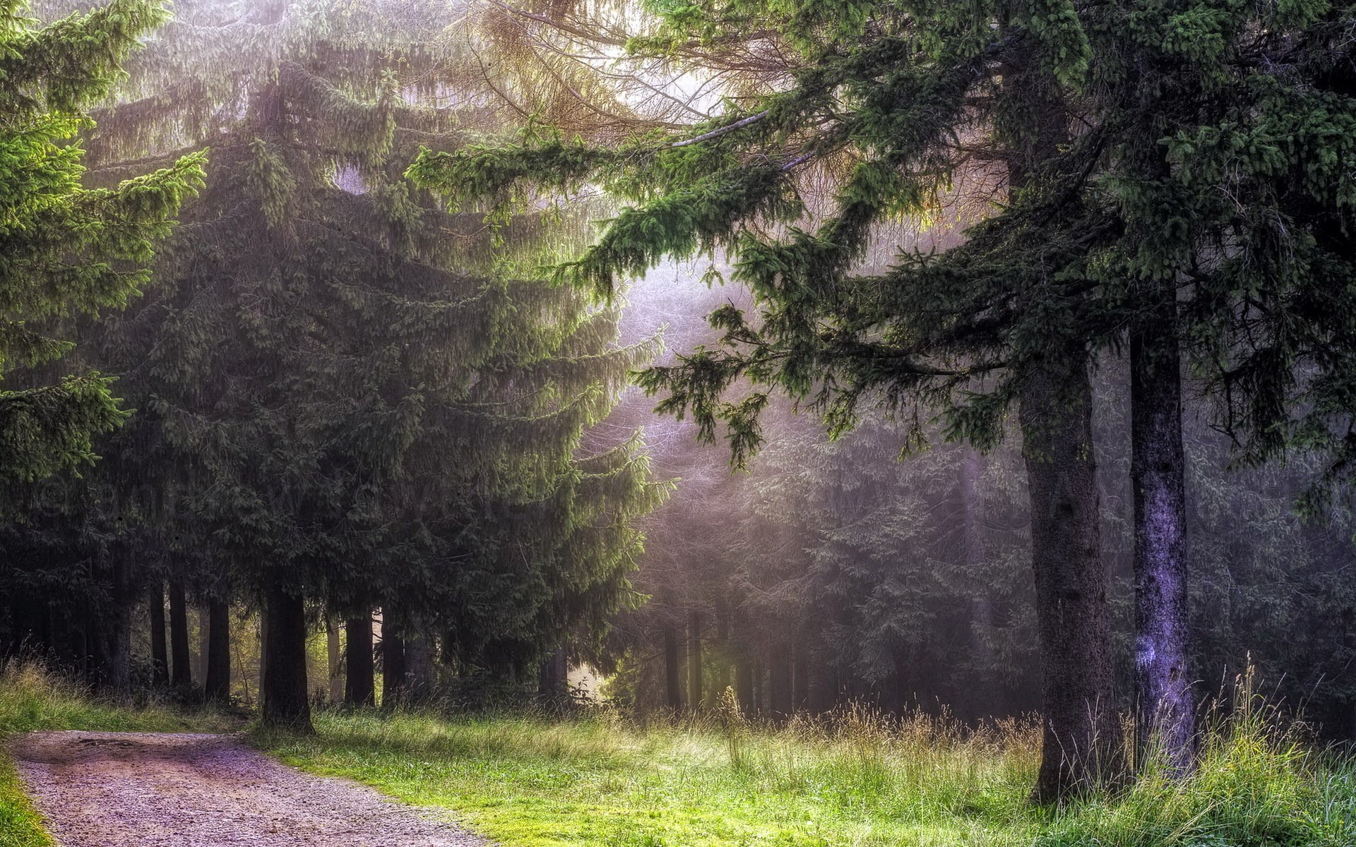 route forêt paysage