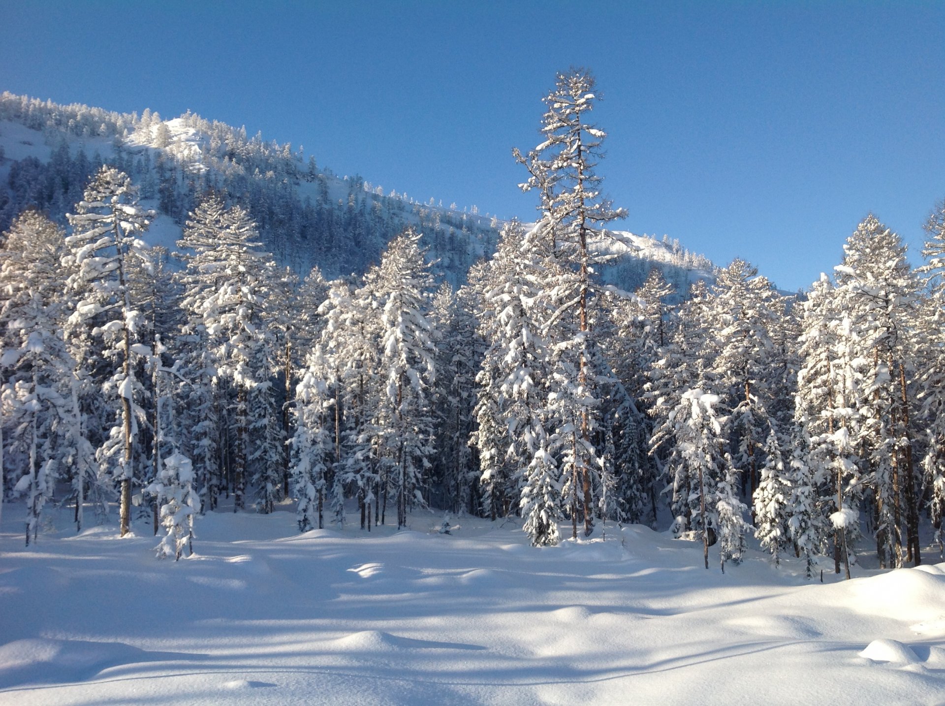 winter forest mountain snow tree far east nature landscape photo