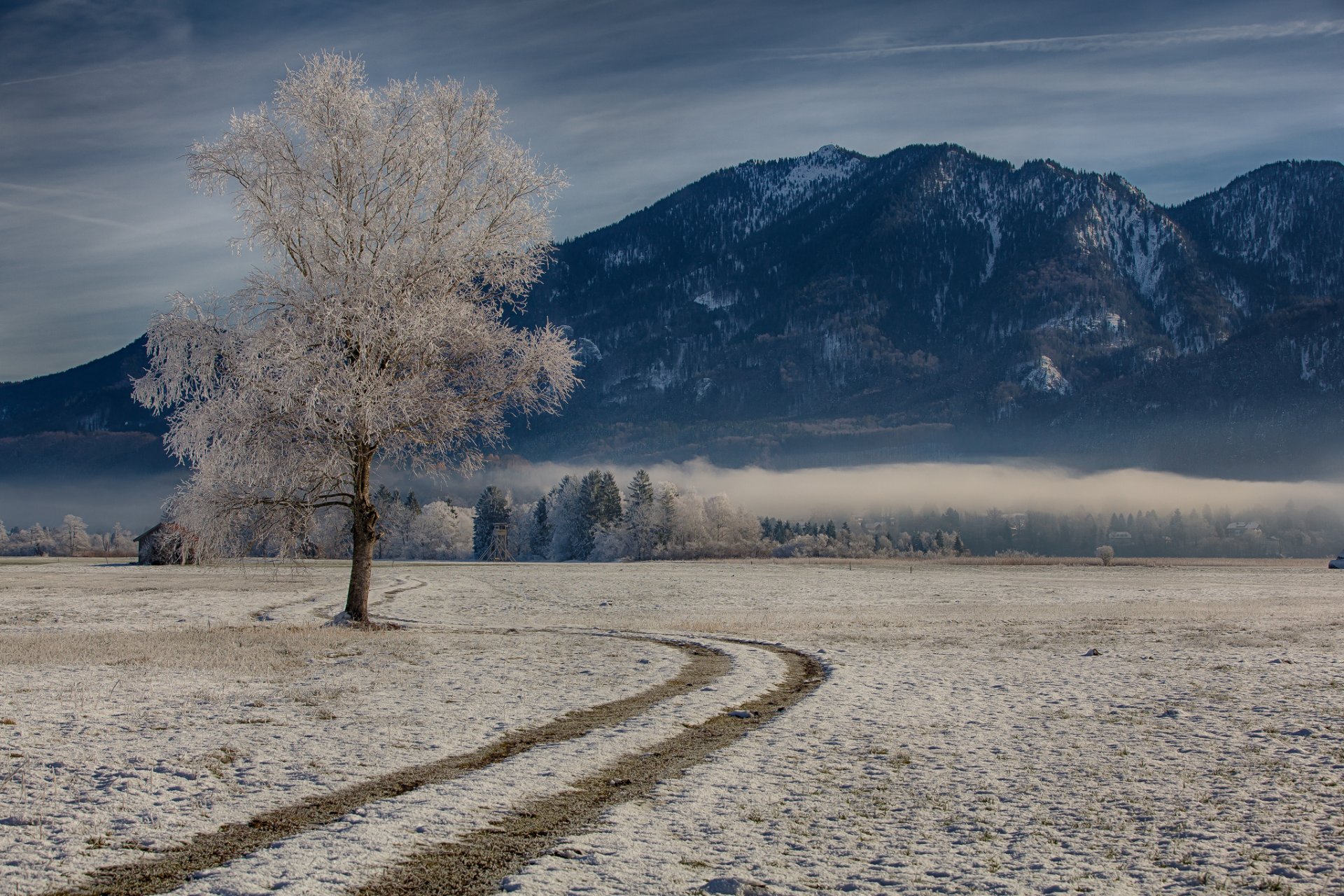 bavaria germany winter tree mountain