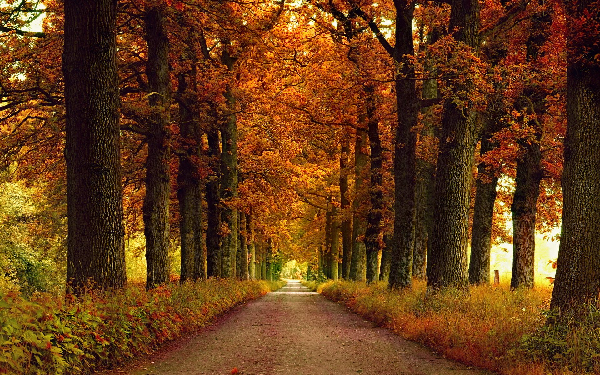 straße herbst natur