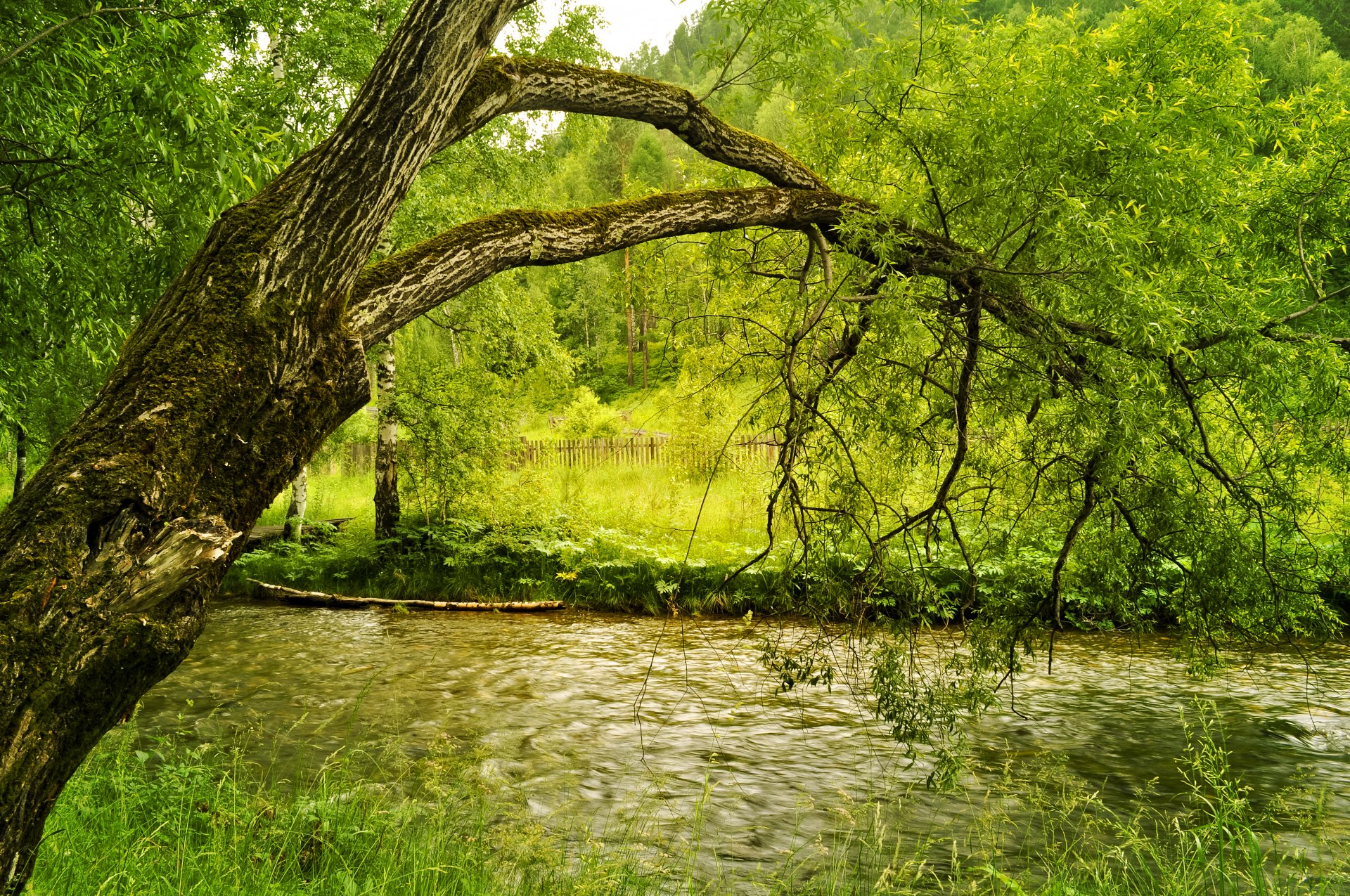herbst fluss ufer bäume gelbgrünes laub wiese zaun