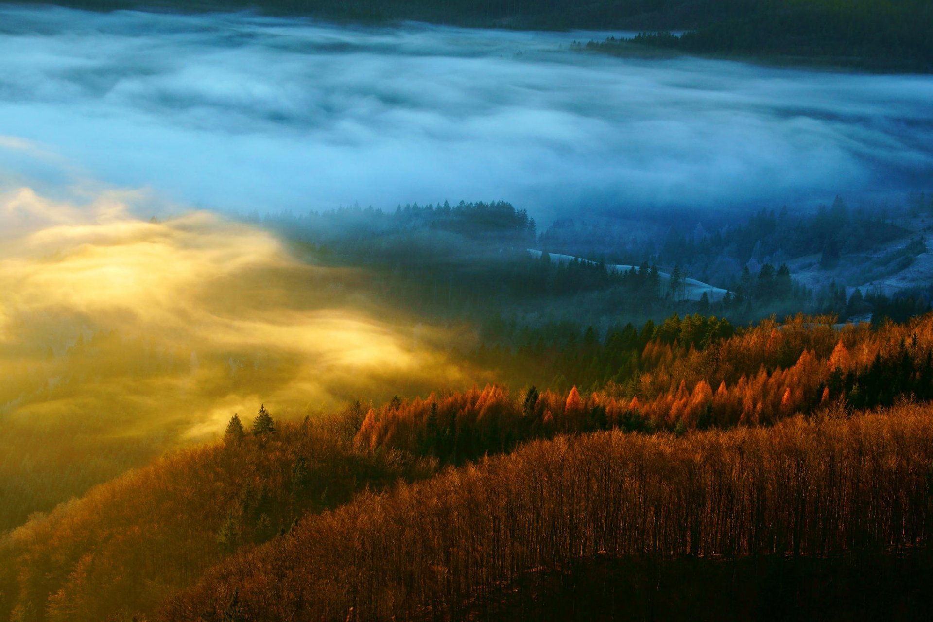 foresta natura alberi autunno foschia nebbia