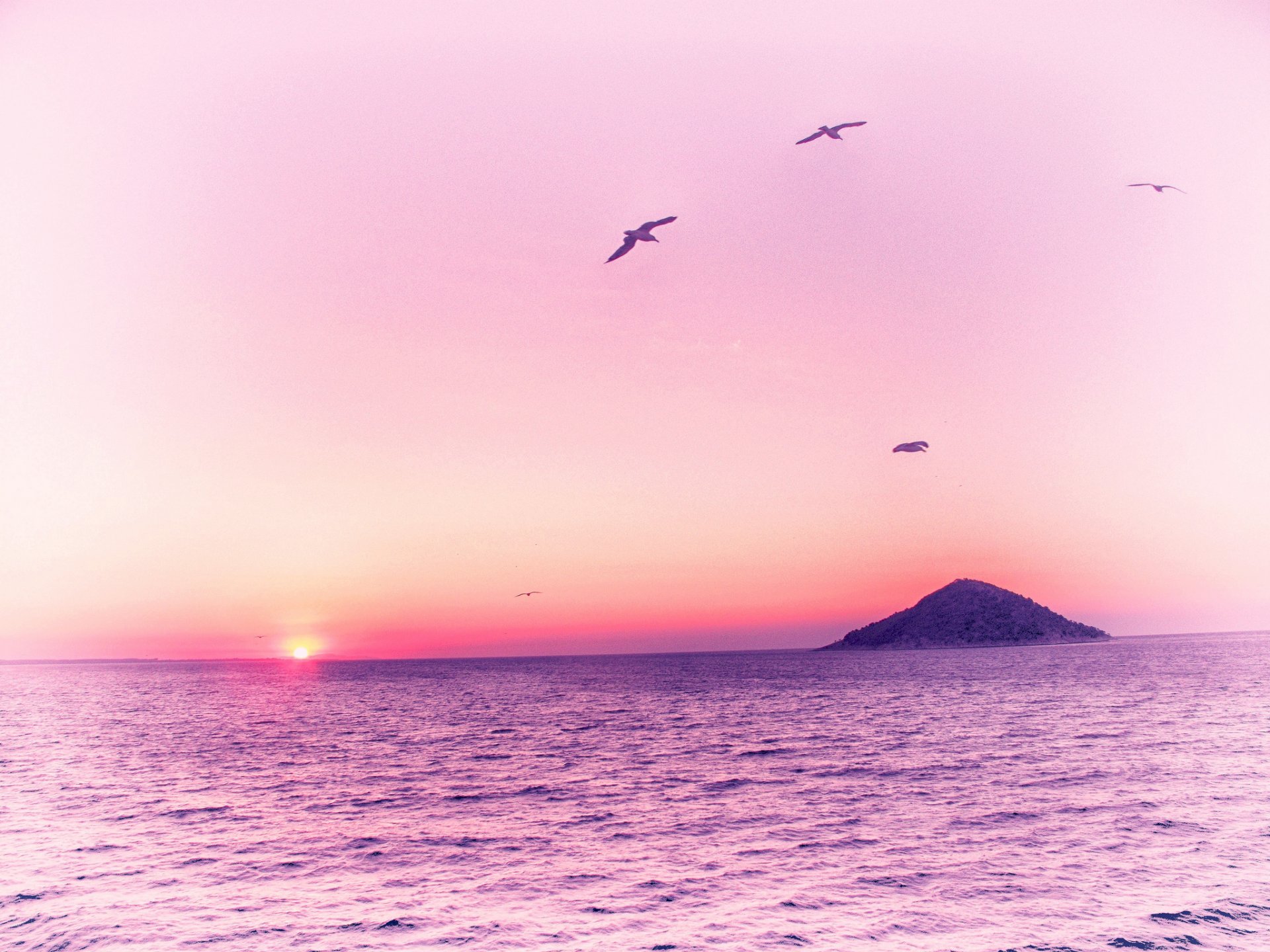 mer île oiseaux aube rose