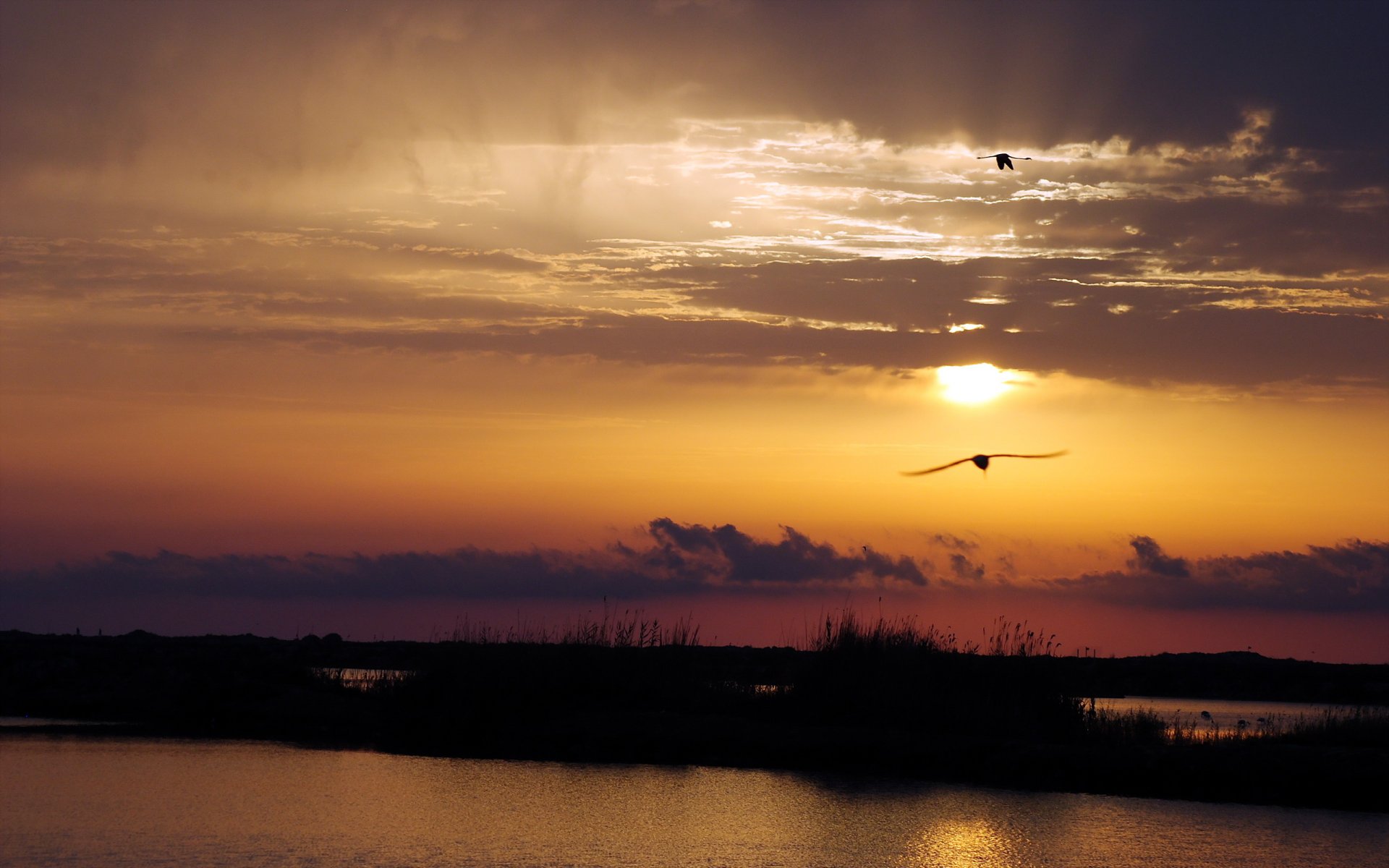 puesta de sol río aves paisaje