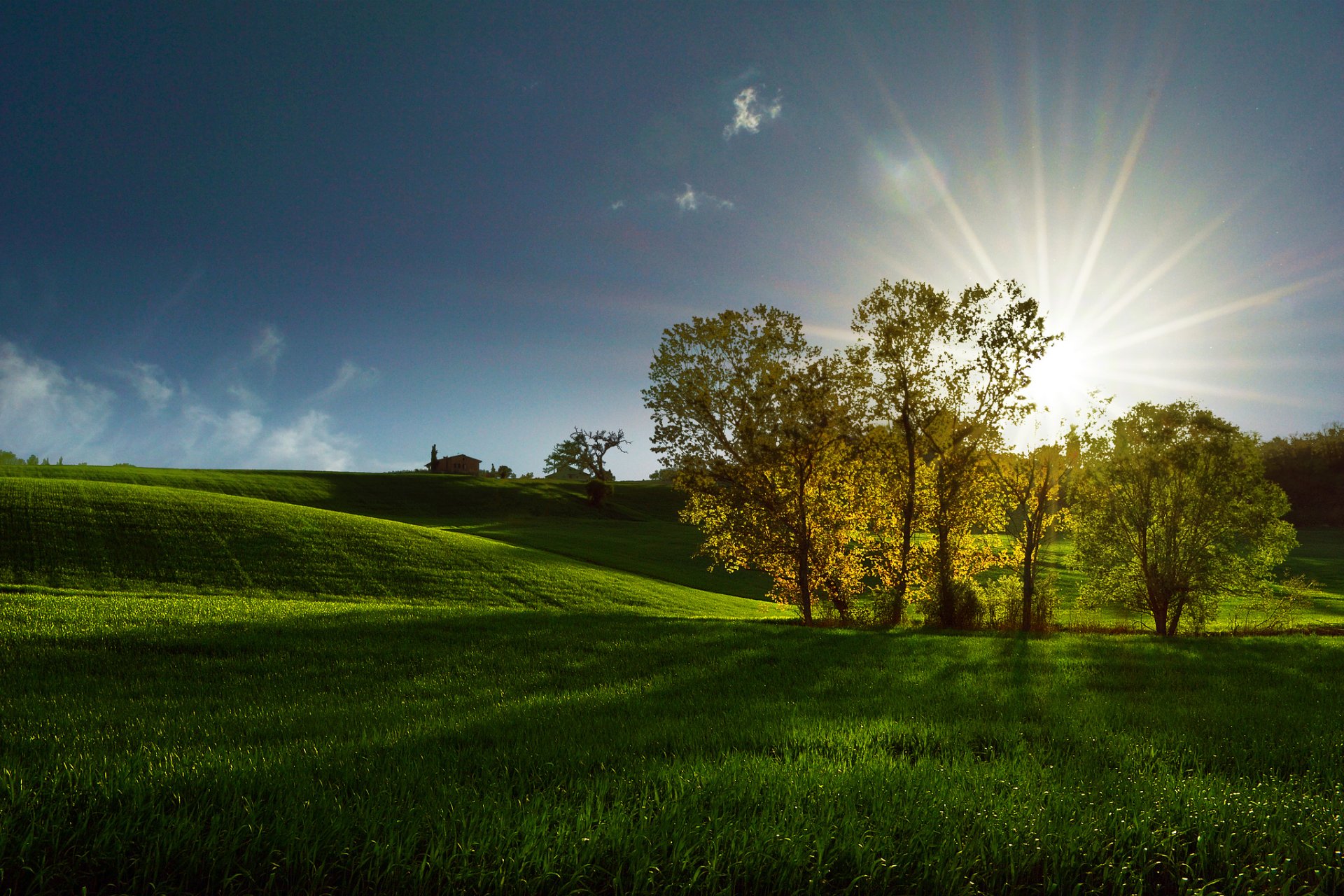 champ arbres soleil rayons