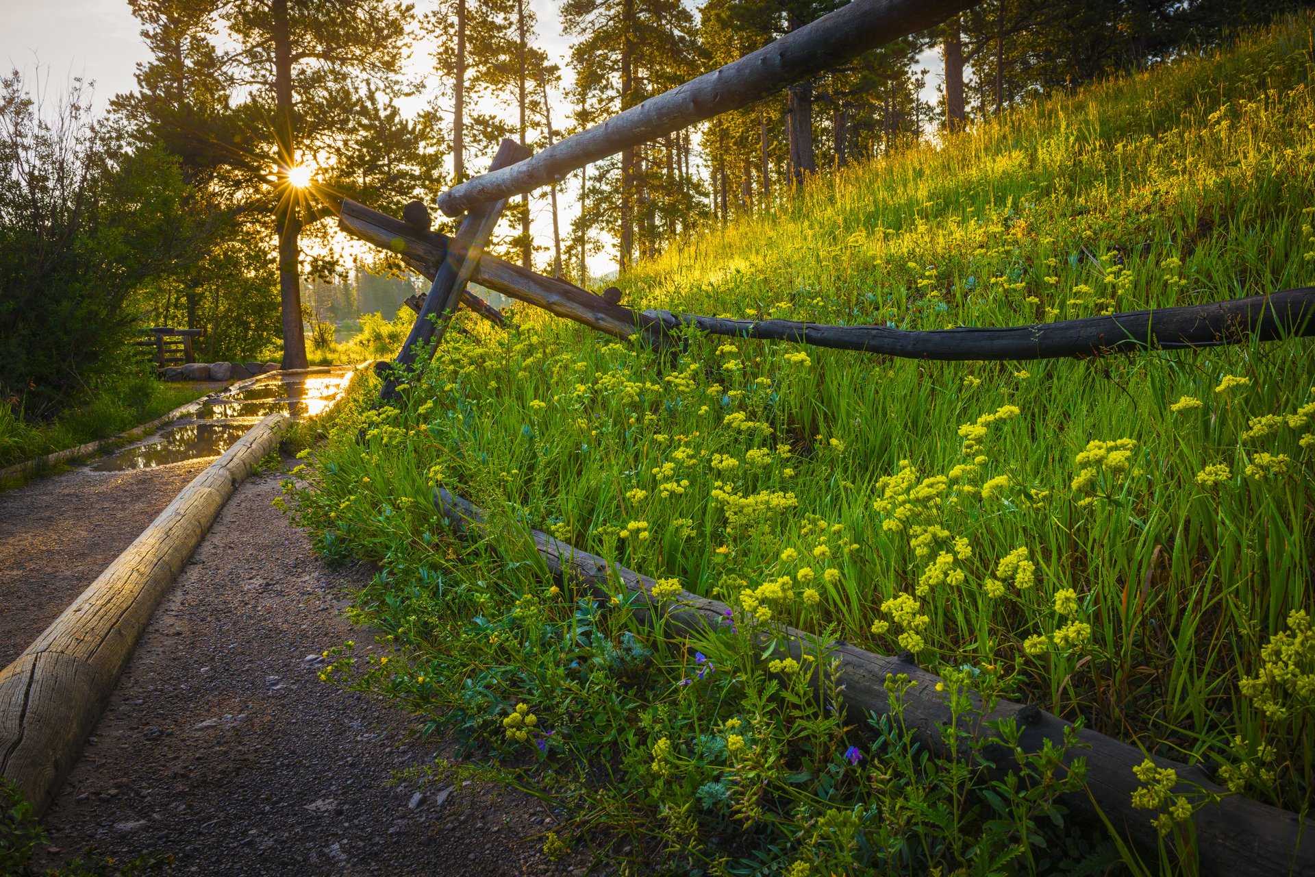 natur sonne sonnenuntergang gras blumen frühling wald park bäume straße zu fuß frühling sonnenaufgang