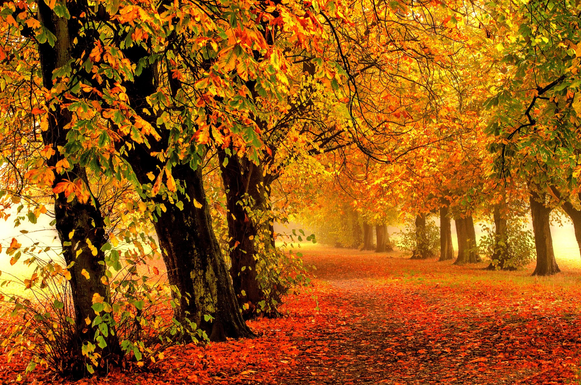 nature forêt parc arbres feuilles coloré route automne automne couleurs promenade
