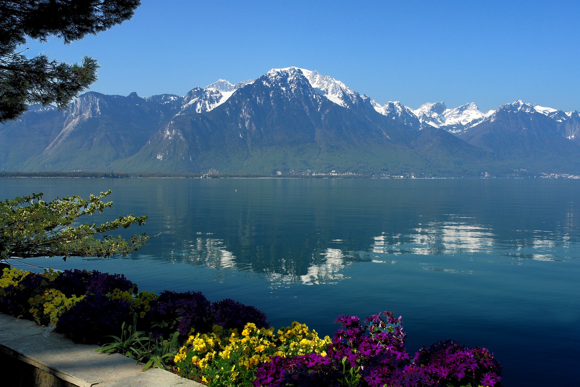 lac genève suisse montagnes réflexion eau fleurs ciel