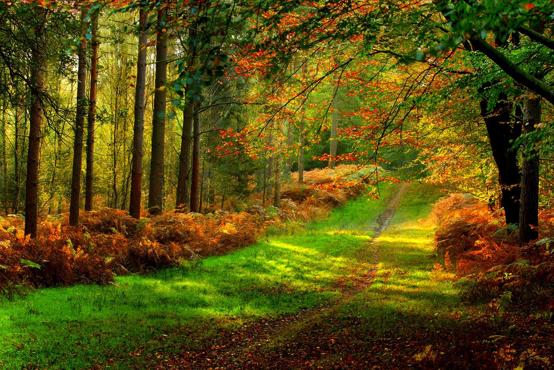 nature forest park trees leaves colorful road autumn fall colors walk