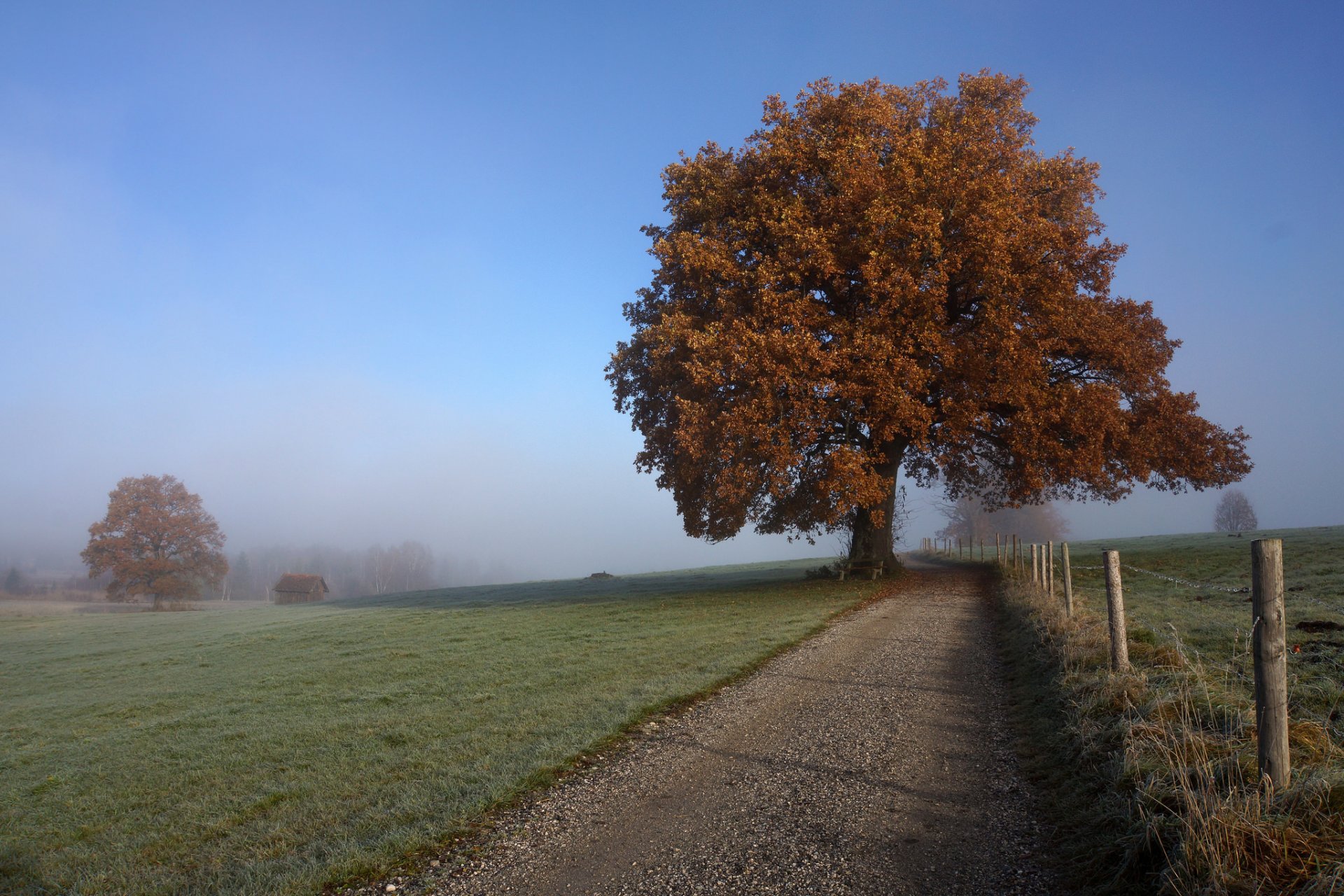 straße baum herbst nebel