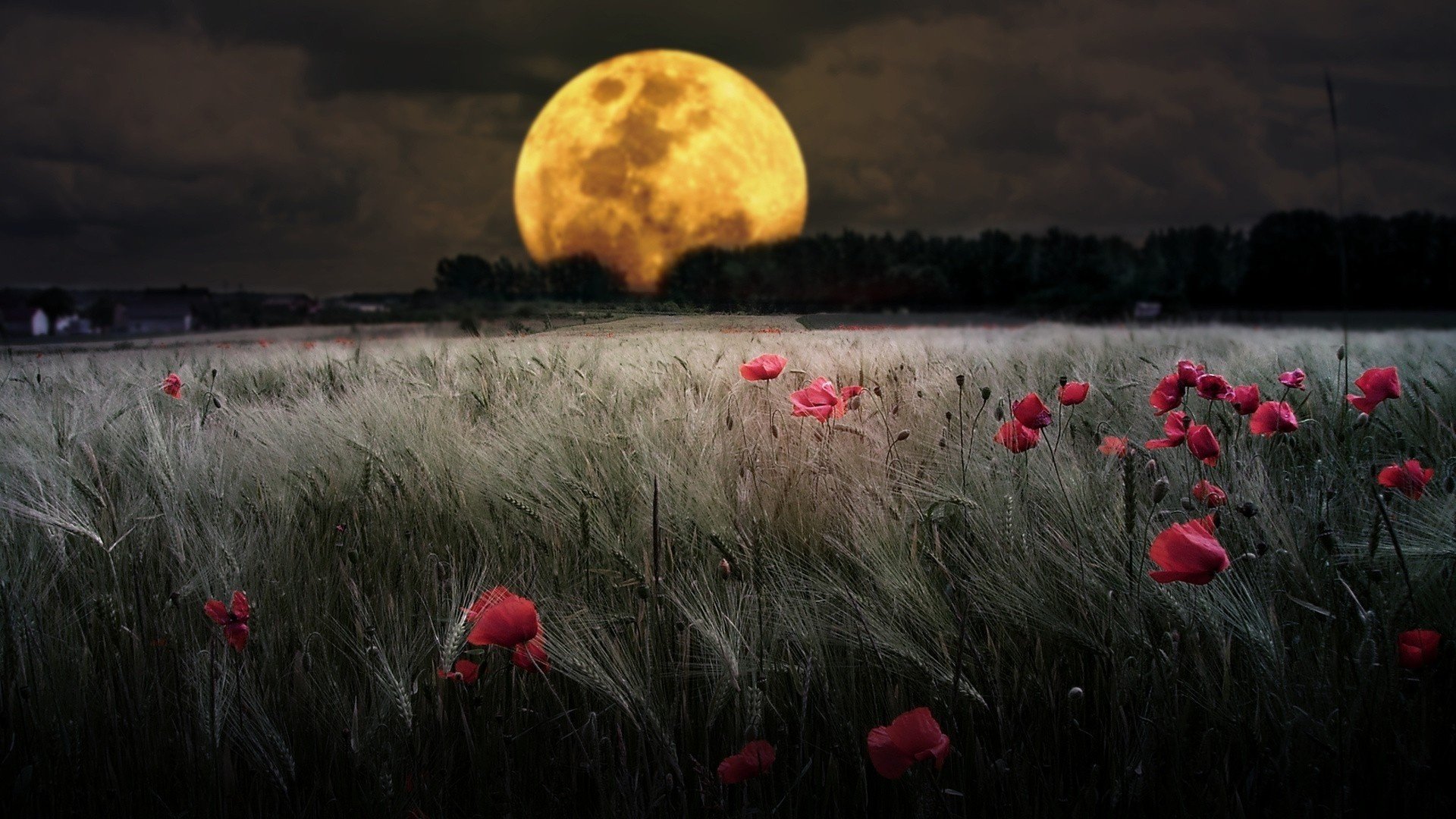 mond feld blumen iaki natur