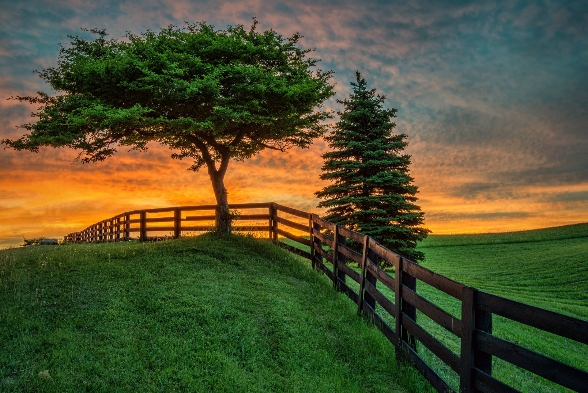 puesta de sol campo árbol cerca paisaje verano