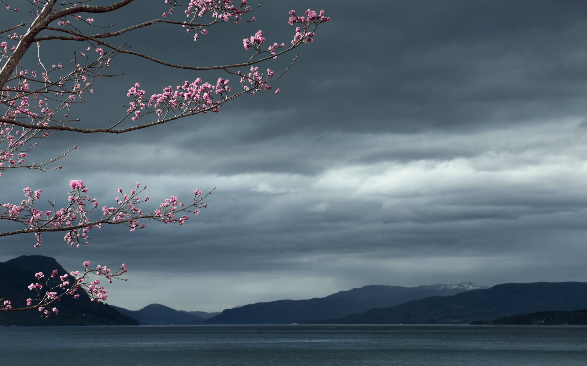 ea sky tree landscape