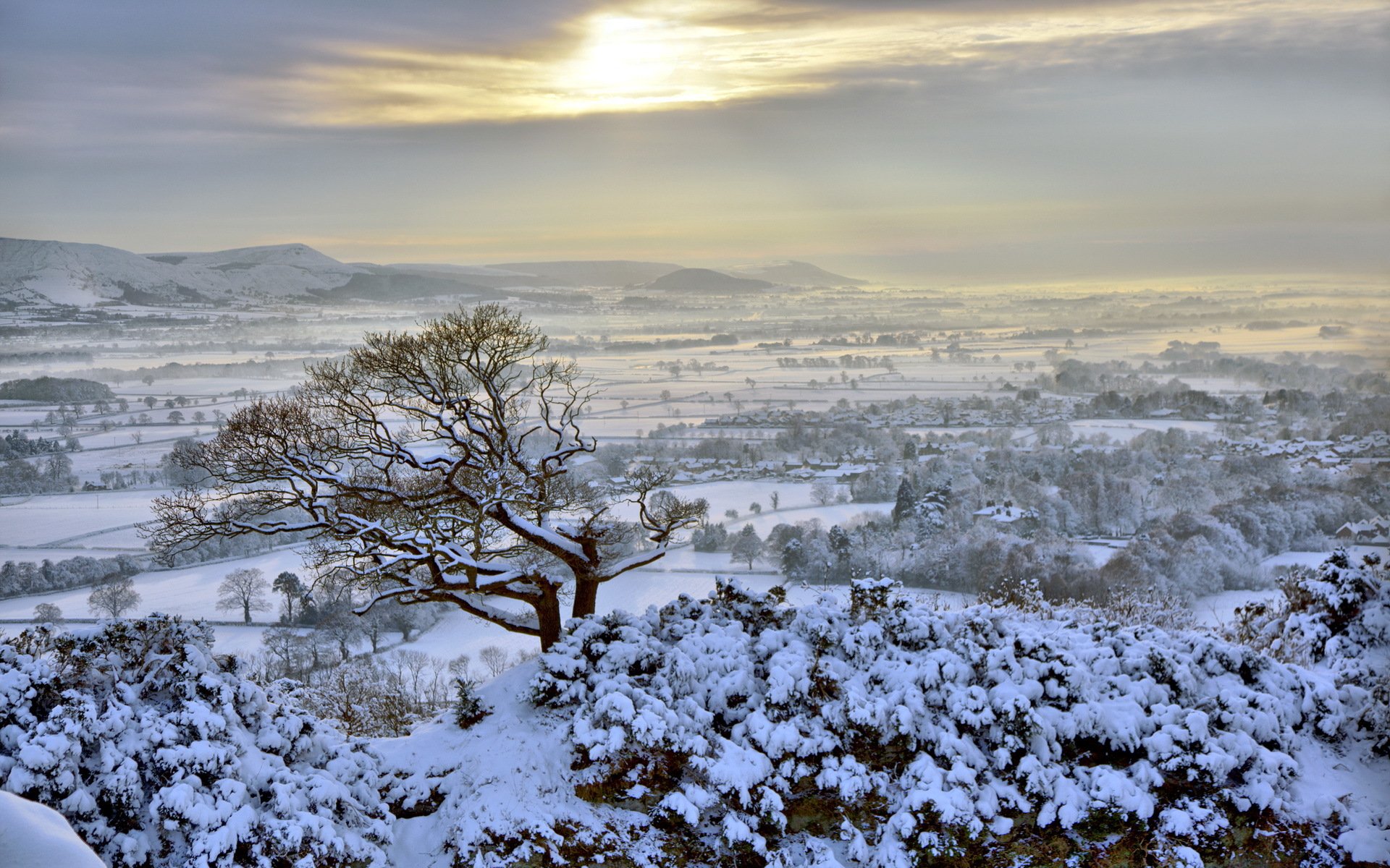 invierno campo árbol