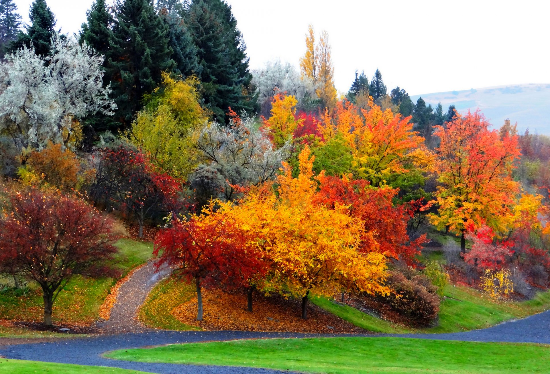 nature forêt parc arbres feuilles coloré route automne automne couleurs promenade