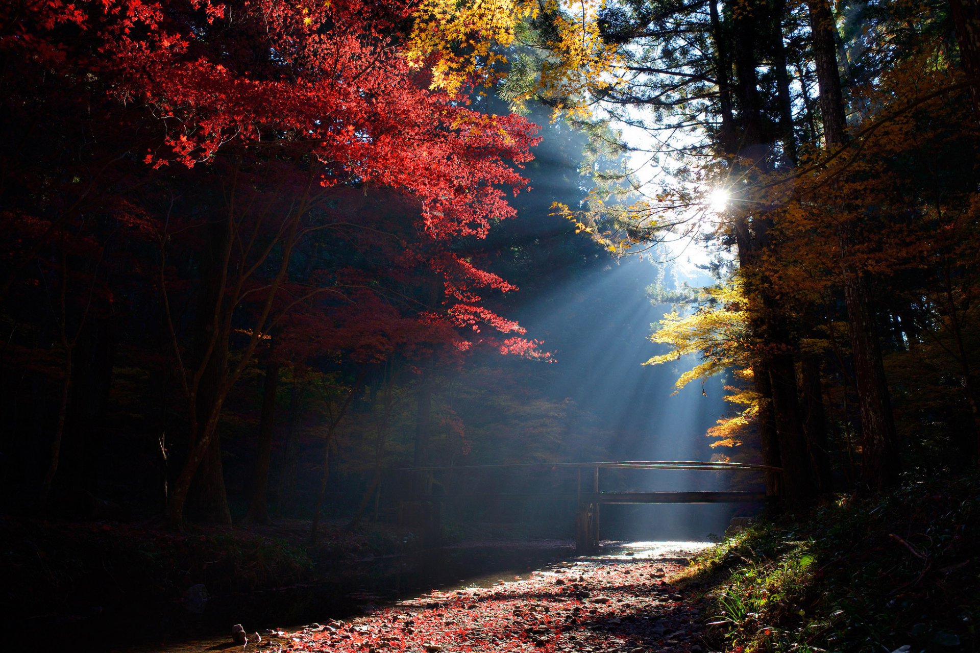 foresta alberi ponte ruscello sole luce raggi
