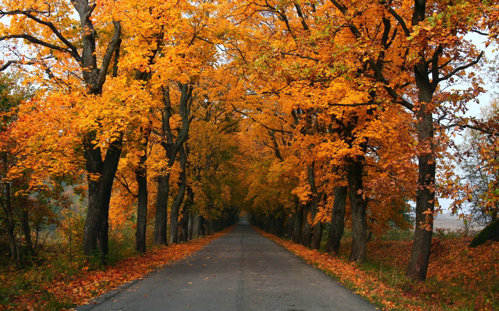 strada autunno paesaggio