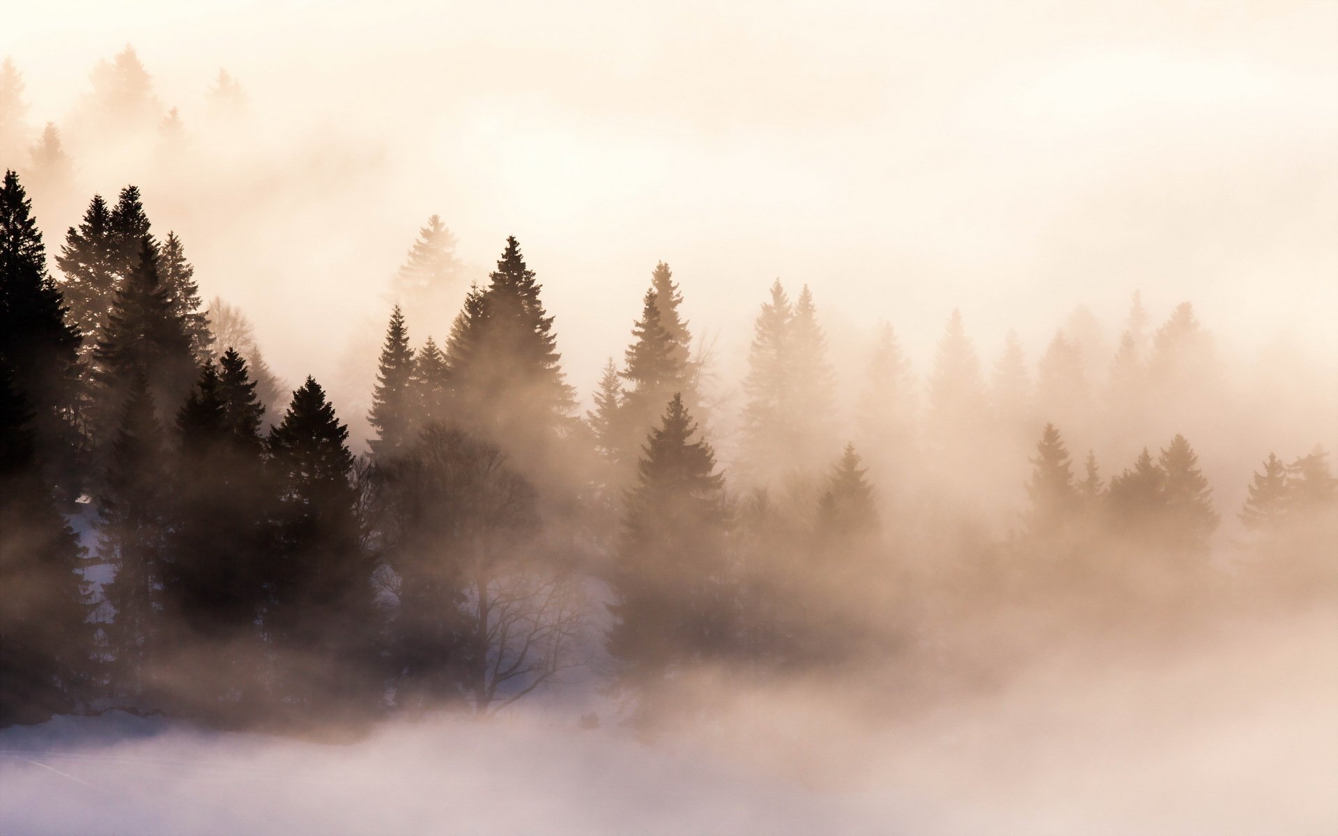 morgen wald nebel