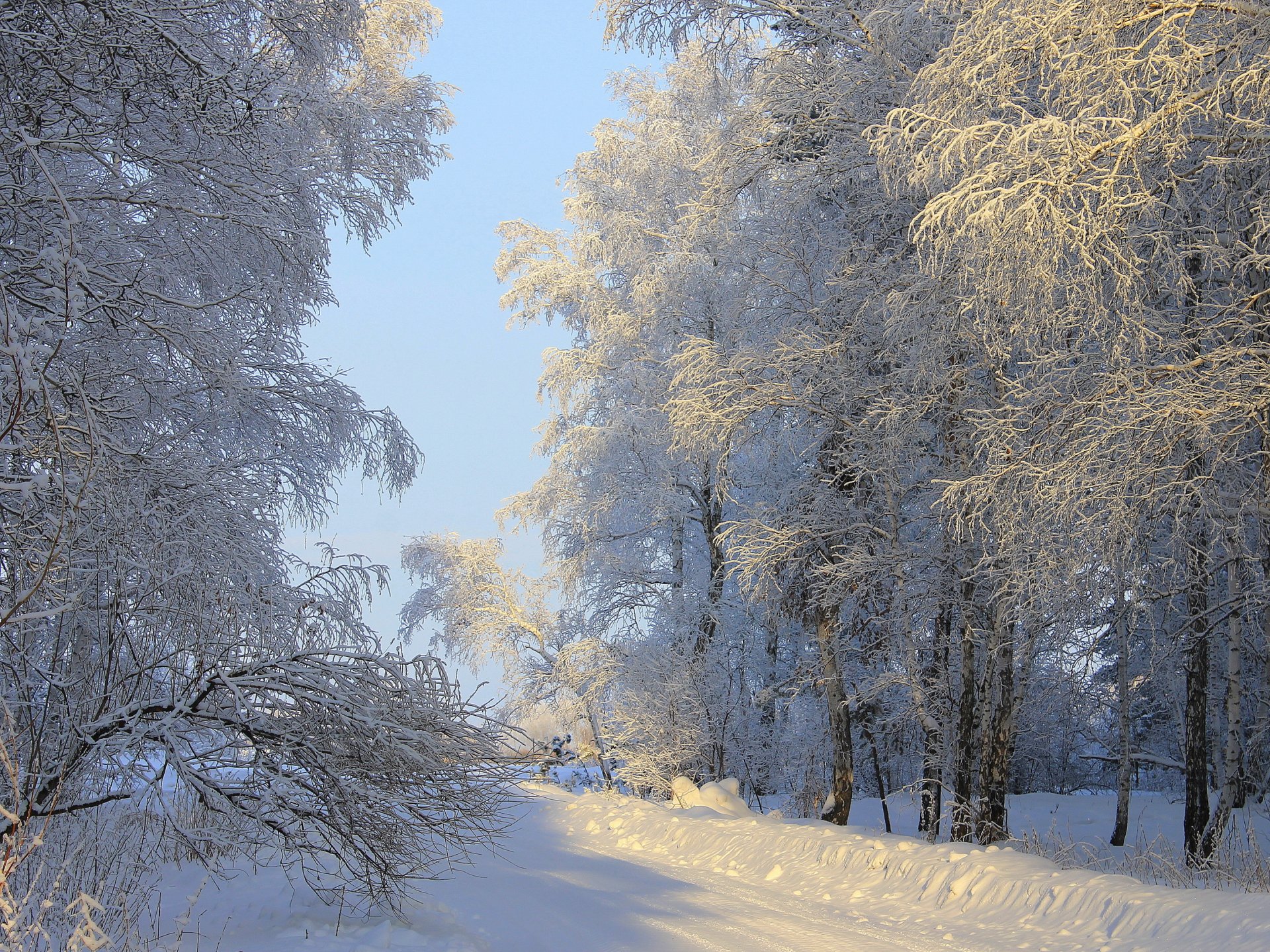 invierno nieve árboles sol naturaleza foto