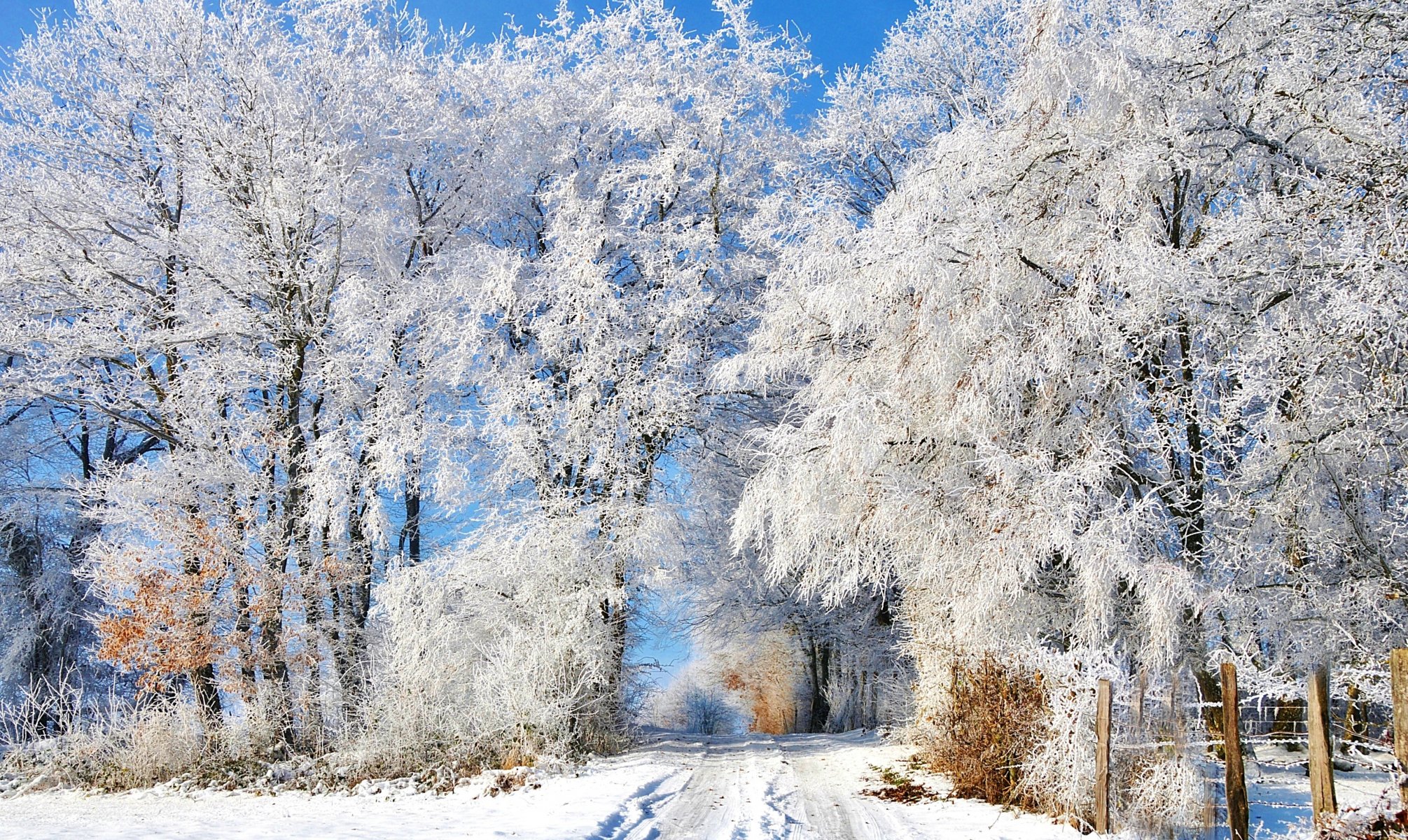 inverno neve strada tracce recinzione alberi gelo