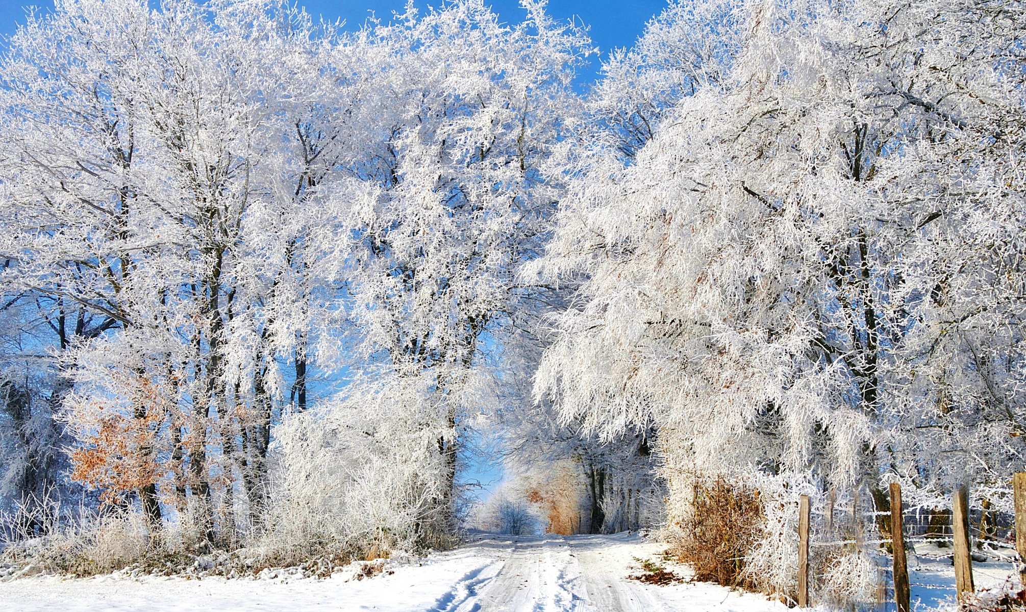 invierno nieve carretera huellas valla árboles escarcha