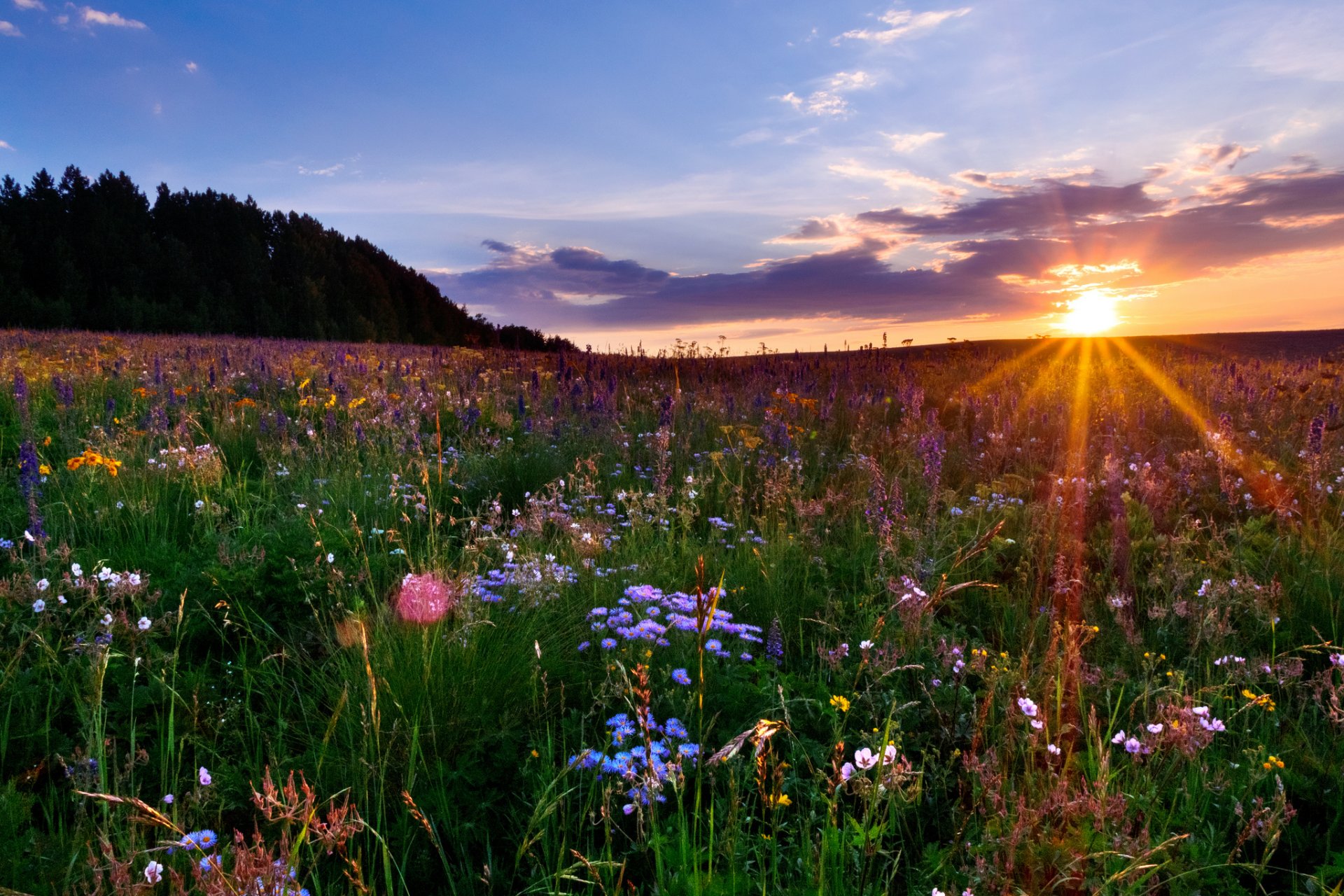 colorado meadow sunset flower