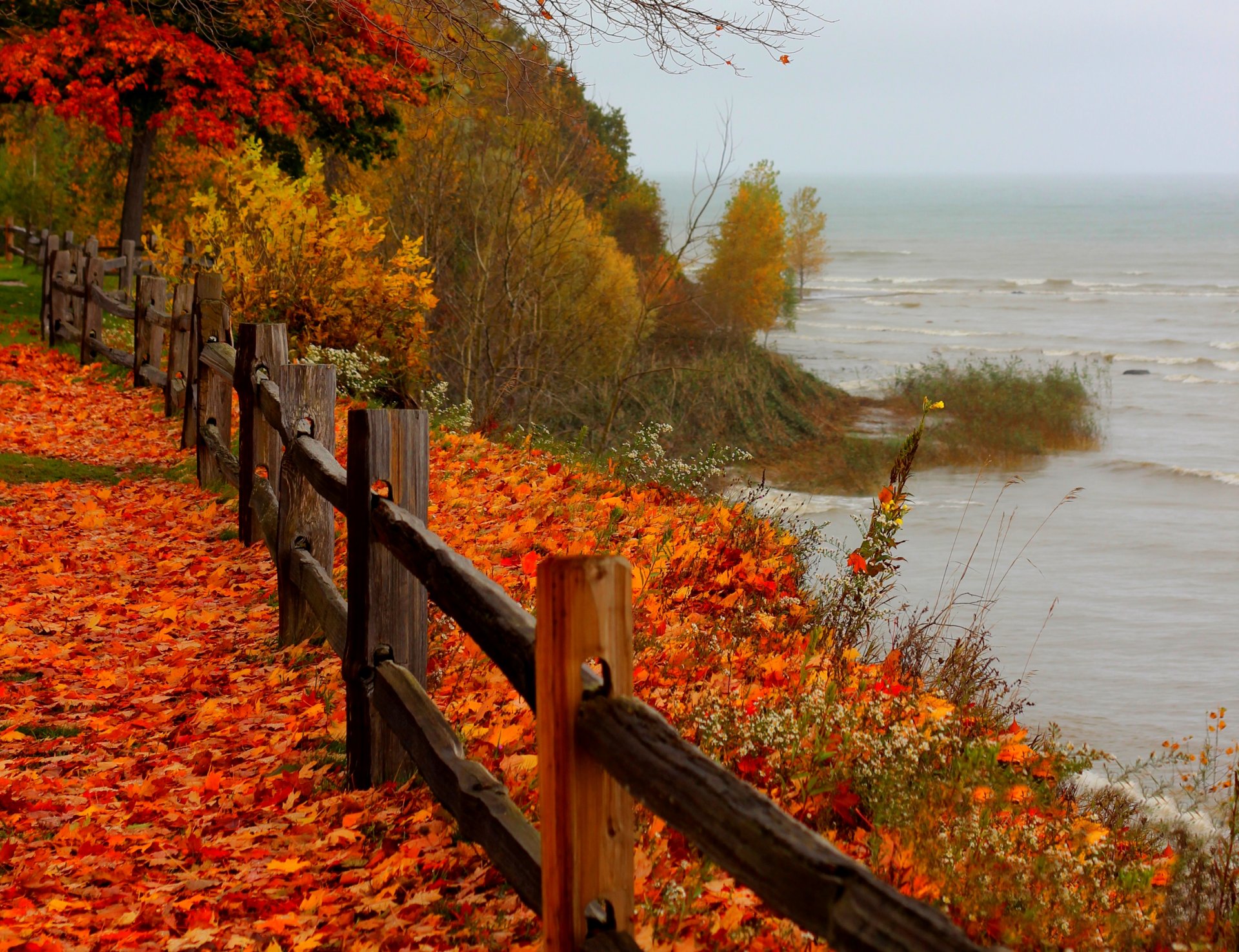nature landscape forest beach sea trees autumn autumn view