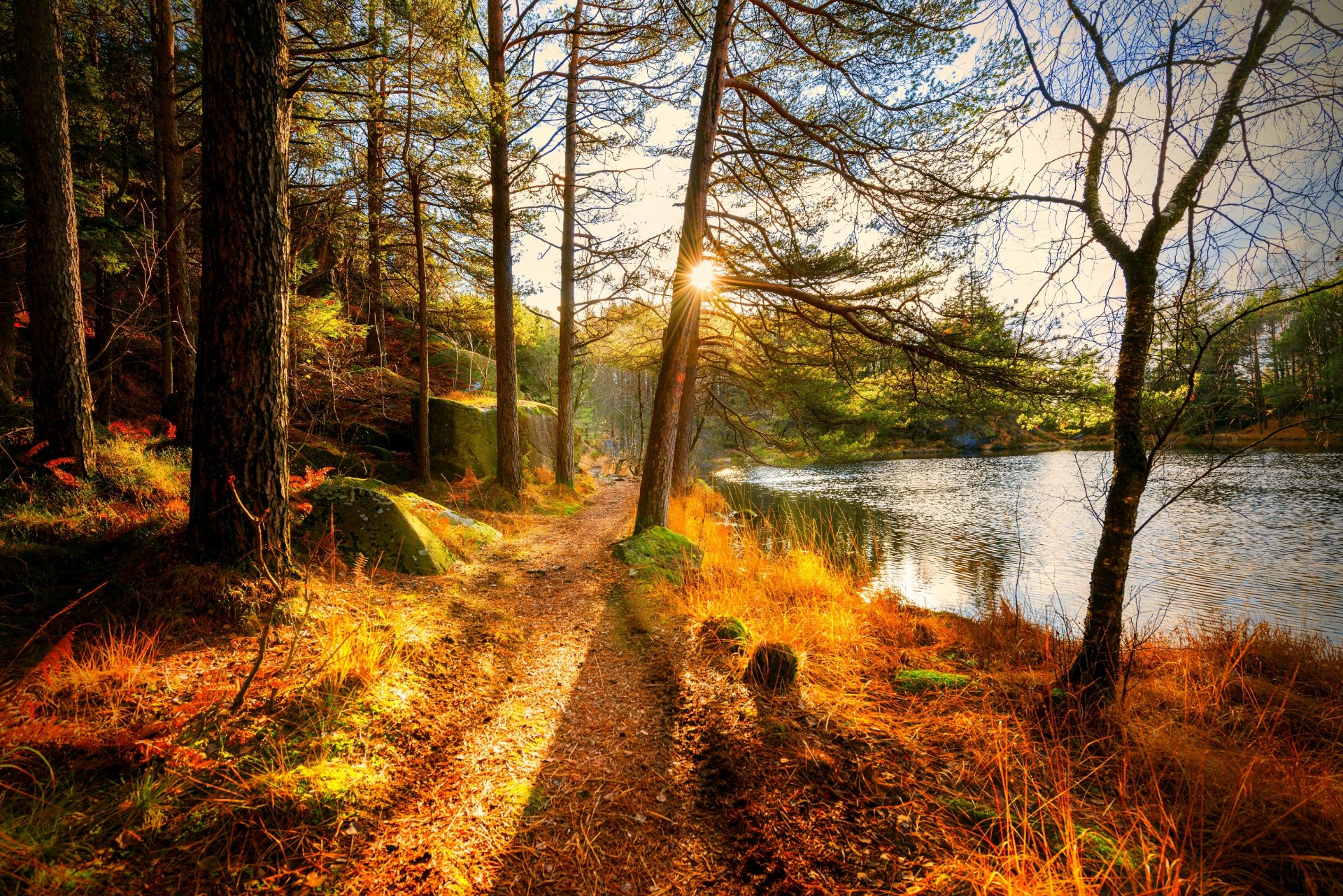 nature landscape forest trees autumn river autumn view