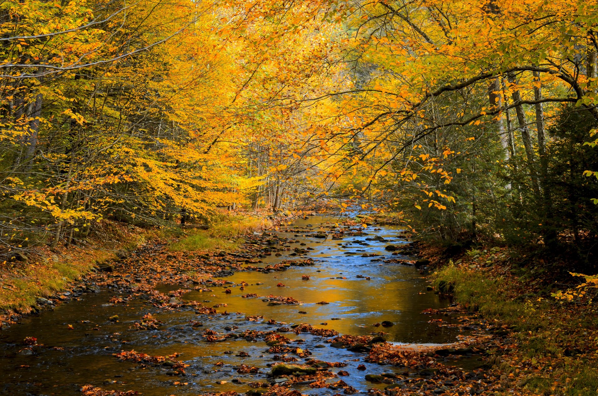 natur landschaft wald bäume herbst fluss herbst durchsuchen