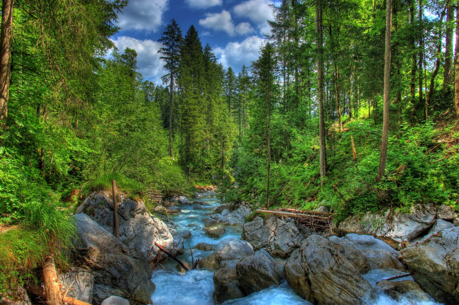 Хвойный лес река камни