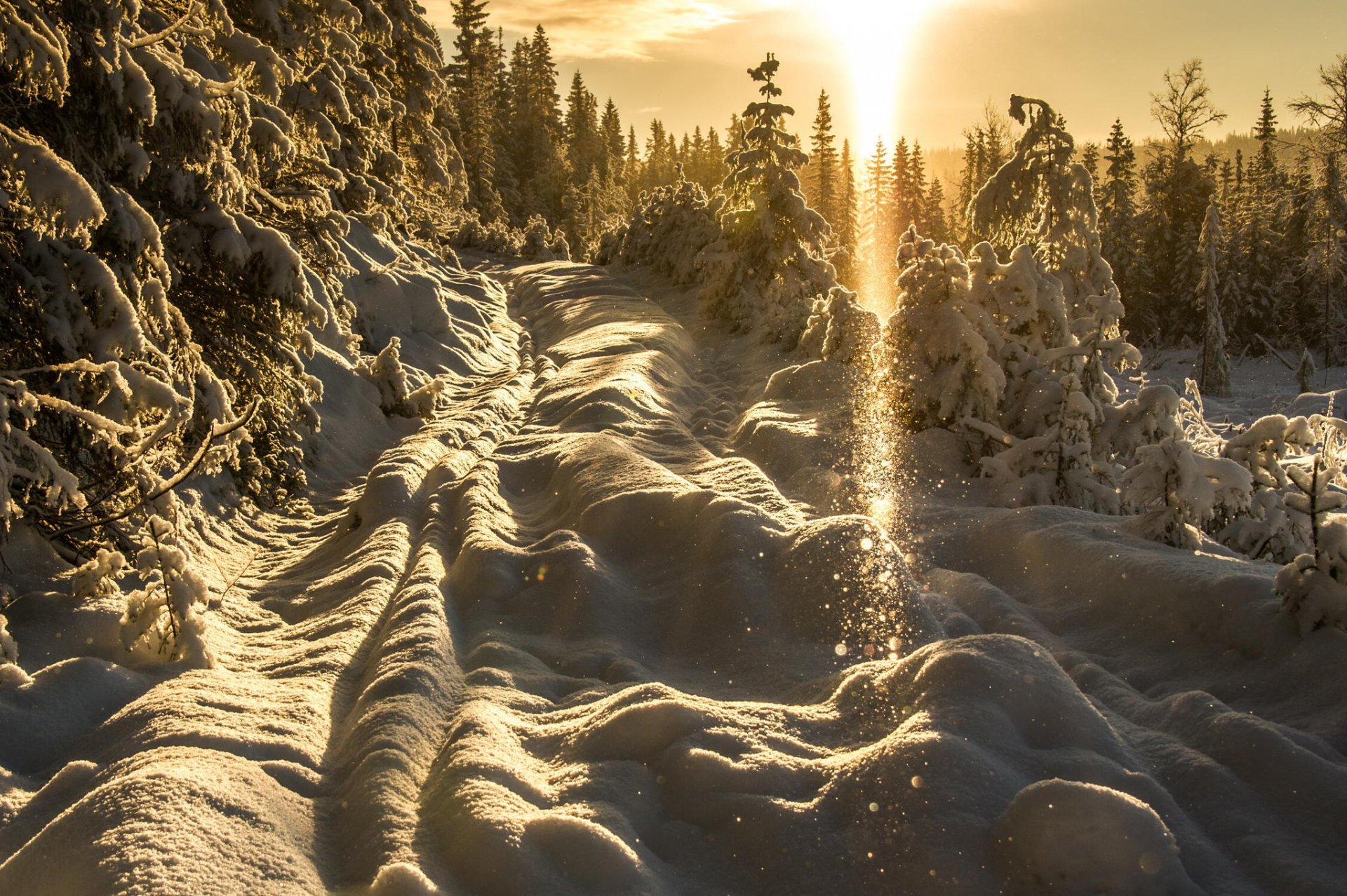 neve alberi inverno tramonto luce sole