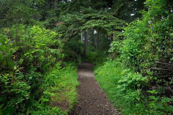 Waldweg und grüne Bäume