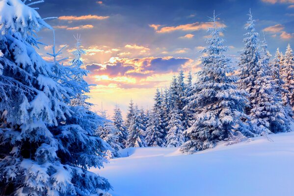 Paisaje de bosque de invierno en el bosque de coníferas