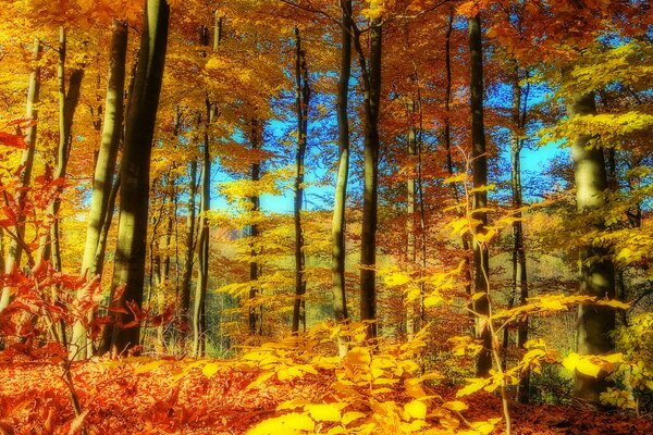 Otoño dorado. Paisaje. Arbolado
