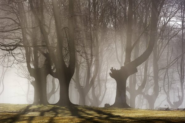 Le brouillard du matin cache les arbres