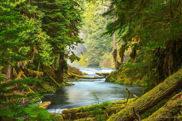 La naturaleza en el bosque es extraordinaria: el río, el musgo en los árboles