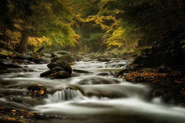 An incredible stream in autumn