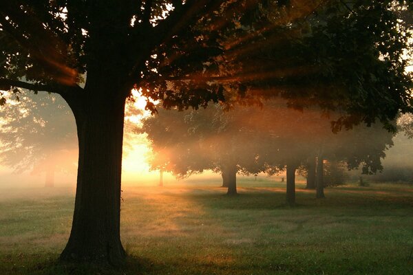 Alba nebbiosa nel parco estivo